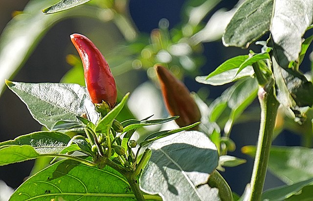 Capsicum annuum, Cayennepeper