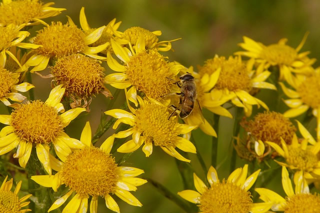 Arnica montana