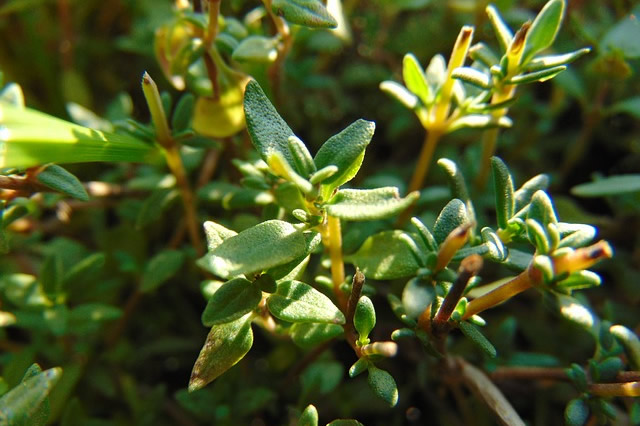 Thymus vulgaris