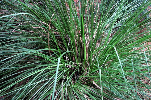 Vetiver