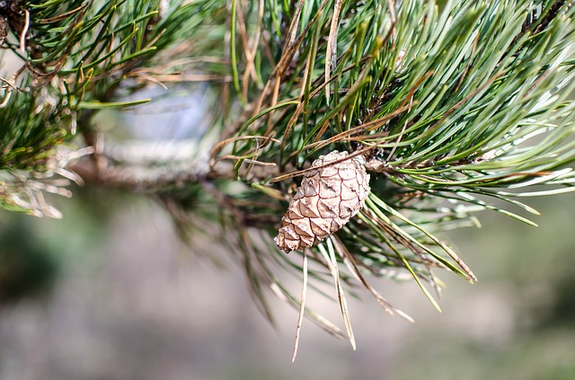 Pinus sylvestris