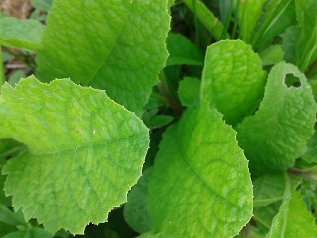 Stevia