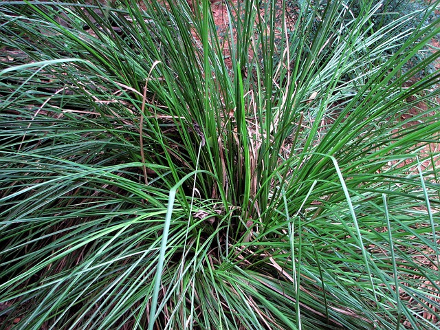 Vetiver